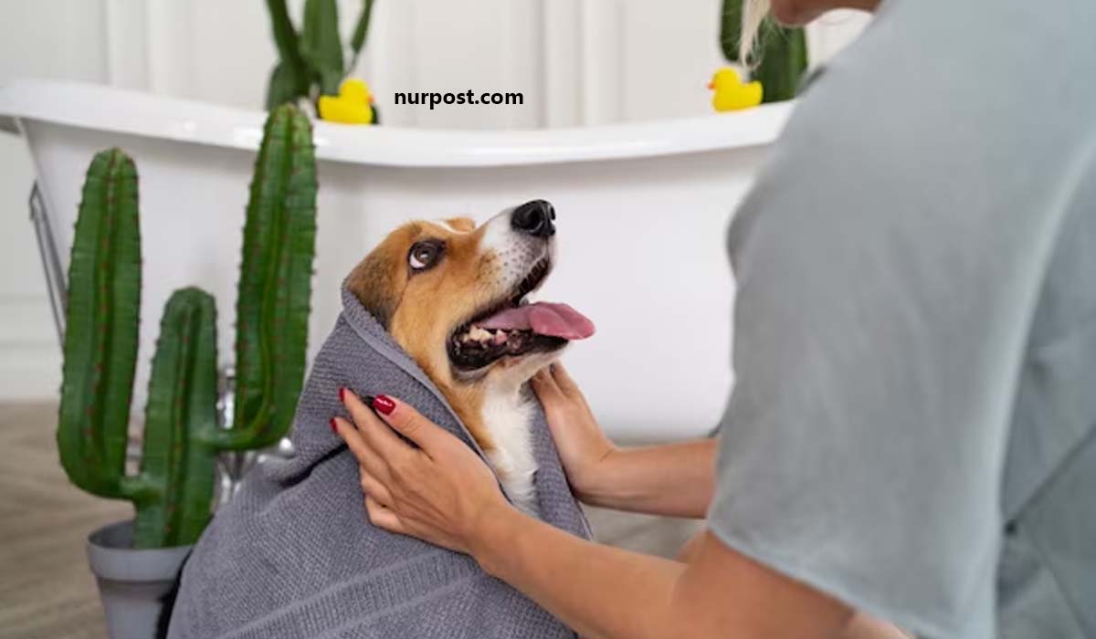 Best Pet Care Tips: