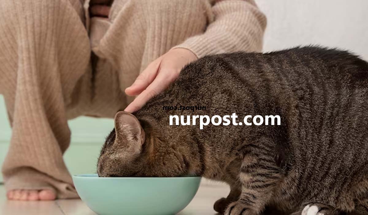 2023 Cat Food Habits