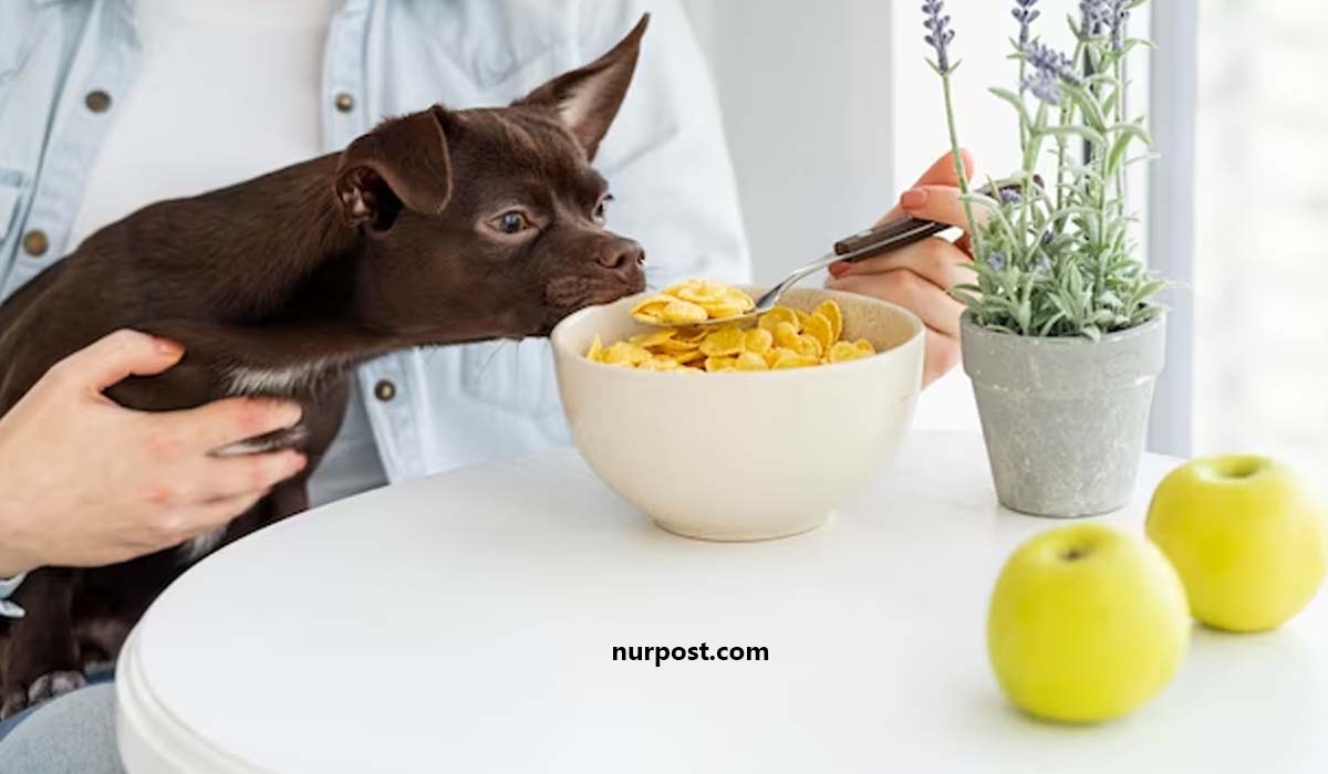 Cat Food Formulations